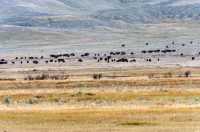 Bison Herd, Grasslands National Park, Saskatchewan, Canada CMX-002