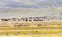 Bison Herd, Grasslands National Park, Saskatchewan, Canada CMX-003