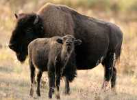 Bison Mother and Calf, Elk Island National Park, Alberta CM-12