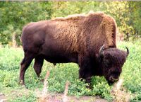 Bison 01