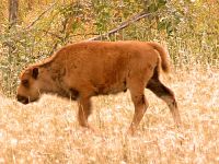 Bison Brown Calf 04