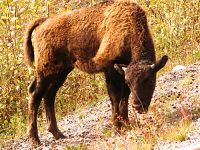 Bison Calf 08