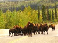 Highlight for Album: Bison, Buffalo, Photos, Canadian Wildlife Stock Photos
