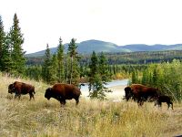 Liard River Bison Herd, Northern British Columbia, Canada 14