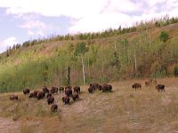 Bison Herd 10