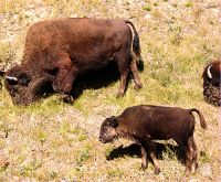 Bison and Calf 07