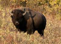 Bison, Elk Island National Park, Alberta, Canada CM-04