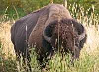 Bison, Elk Island National Park, Alberta, Canada CM-05