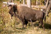 Bison, Elk Island National Park, Alberta, Canada CM-07