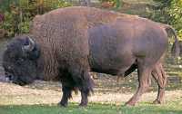 Bison, Elk Island National Park, Alberta, Canada CM-08