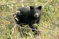 Bear Cub in Tree, British Columbia, Canada CM11-039