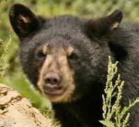 Black Bear Cub, British Columbia, Canada CM11-002