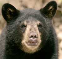 Black Bear Cub, British Columbia, Canada CM11-003