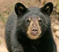 Black Bear Cub, British Columbia, Canada CM11-004