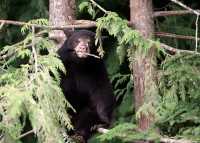 Black Bear Cub in Tree, British Columbia, Canada CM11-033