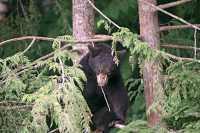 Black Bear Cub in Tree, British Columbia, Canada CM11-034