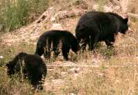 Black Bear Family, British Columbia, Canada CM11-007