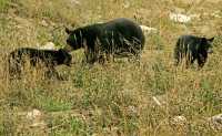 Black Bear Family, British Columbia, Canada CM11-008