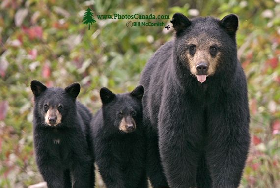 Black Bear Family, Northern British Columbia, Canada CM11-037