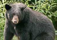 Black Mother Bear, British Columbia, Canada CM11-005