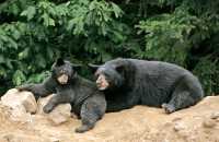 Black Mother Bear and Cubs, British Columbia, Canada CM11-031