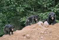 Black Mother Bear and Cubs, British Columbia, Canada CM11-013