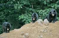 Black Mother Bear and Cubs, British Columbia, Canada CM11-014