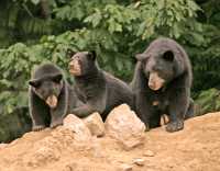 Black Mother Bear and Cubs, British Columbia, Canada CM11-015