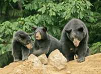 Black Mother Bear and Cubs, British Columbia, Canada CM11-016
