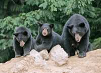 Black Mother Bear and Cubs, British Columbia, Canada CM11-017