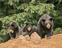 Highlight for Album: Black Bear Mother and Cub Photos, Canadian Wildlife Stock Photos