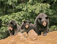 Black Mother Bear and Cubs, British Columbia, Canada CM11-018