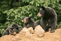 Black Mother Bear and Cubs, British Columbia, Canada CM11-019