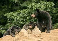 Black Mother Bear and Cubs, British Columbia, Canada CM11-020