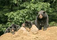 Black Mother Bear and Cubs, British Columbia, Canada CM11-021