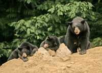 Black Mother Bear and Cubs, British Columbia, Canada CM11-022