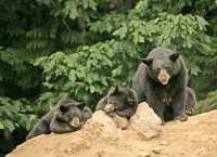 Black Mother Bear and Cubs, British Columbia, Canada CM11-023