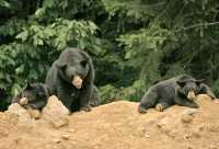 Black Mother Bear and Cubs, British Columbia, Canada CM11-024