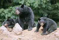 Black Mother Bear and Cubs, British Columbia, Canada CM11-027