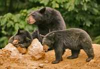 Black Mother Bear and Cubs, British Columbia, Canada CM11-028