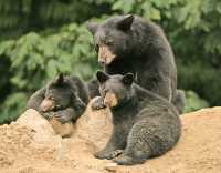 Black Mother Bear and Cubs, British Columbia, Canada CM11-029