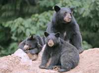 Black Mother Bear and Cubs, British Columbia, Canada CM11-030