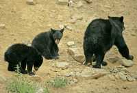Black Bear Family, British Columbia, Canada CM11-036