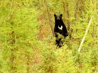 Black Bear, Northwest Territories, Canada 22
