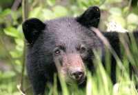 Black Bear,(June 2008) Nass Valley, British Columbia, Canada CM11-26