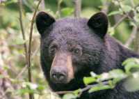 Black Bear,(June 2008) Nass Valley, British Columbia, Canada CM11-25