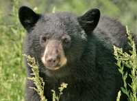 Black Bear, British Columbia, Canada CM11-54
