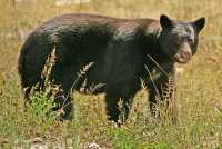 Black Bear, British Columbia, Canada CM11-52
