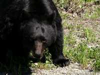 Black Bear CM11-14
