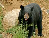 Black Bear, British Columbia, Canada CM11-49
